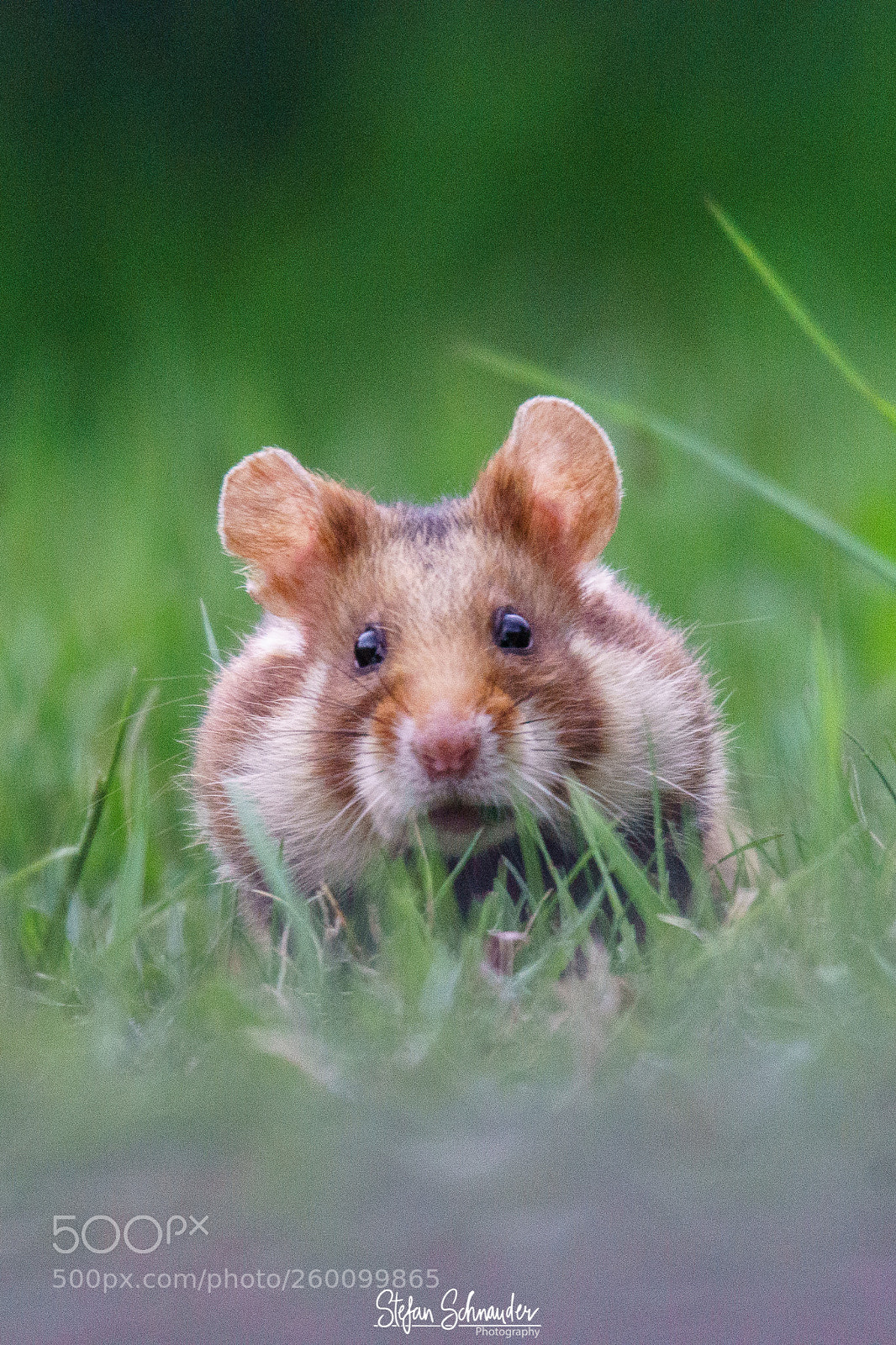 Sony ILCA-77M2 sample photo. Hamster photography