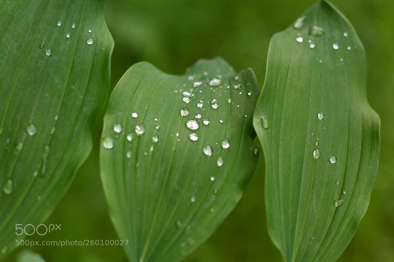 Canon EOS 60D sample photo. Leaves photography