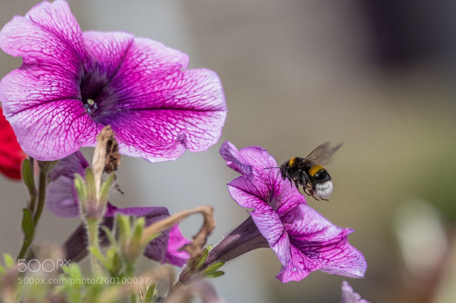 Nikon D5500 sample photo. Atterissage en vue photography