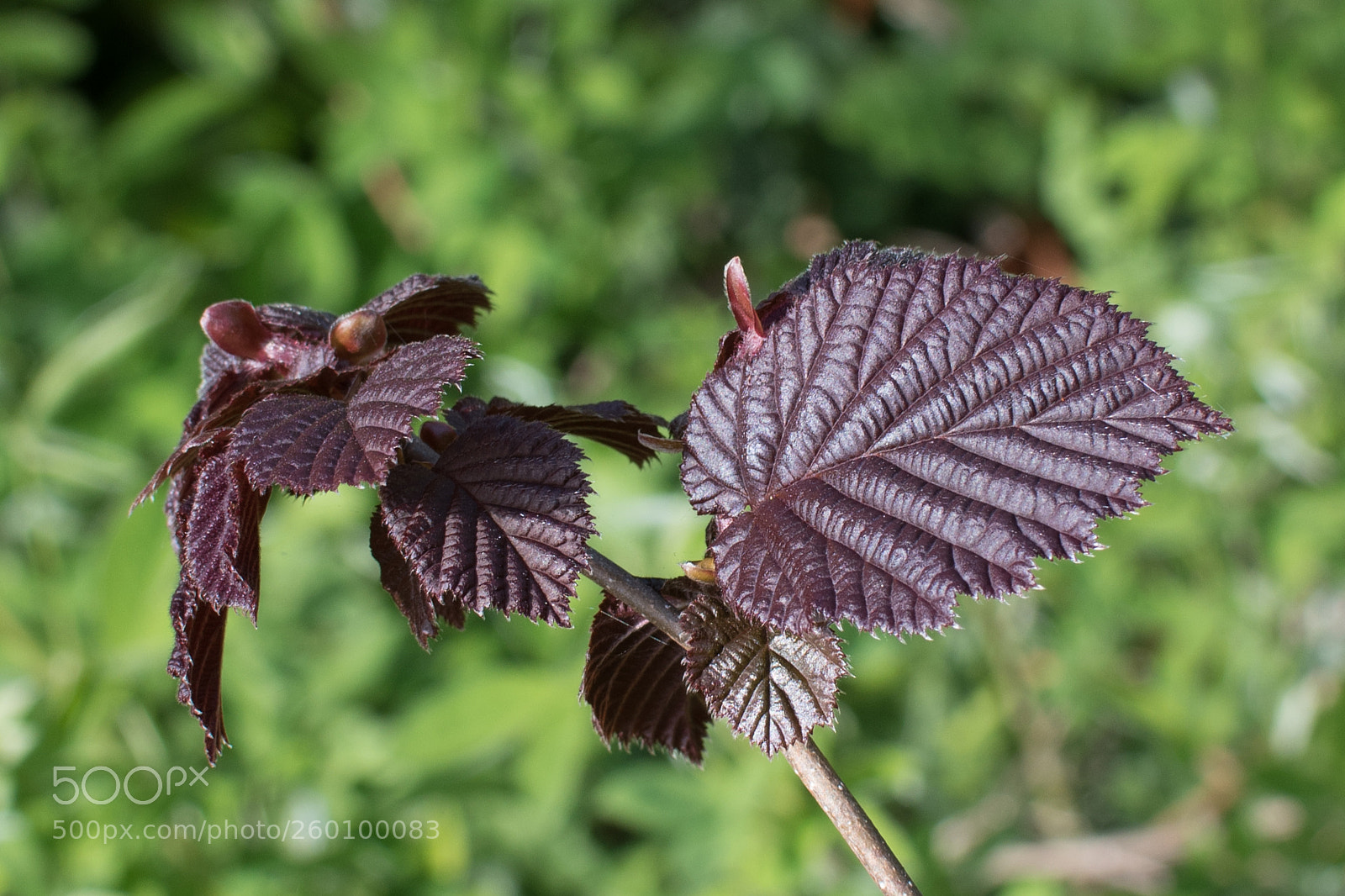 Nikon D5500 sample photo. Feuilles rouges photography