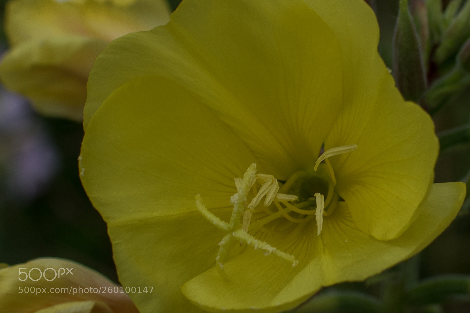 Nikon D5500 sample photo. Coeur jaune photography