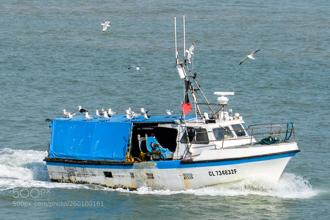 Nikon D5500 sample photo. Transport de mouettes photography