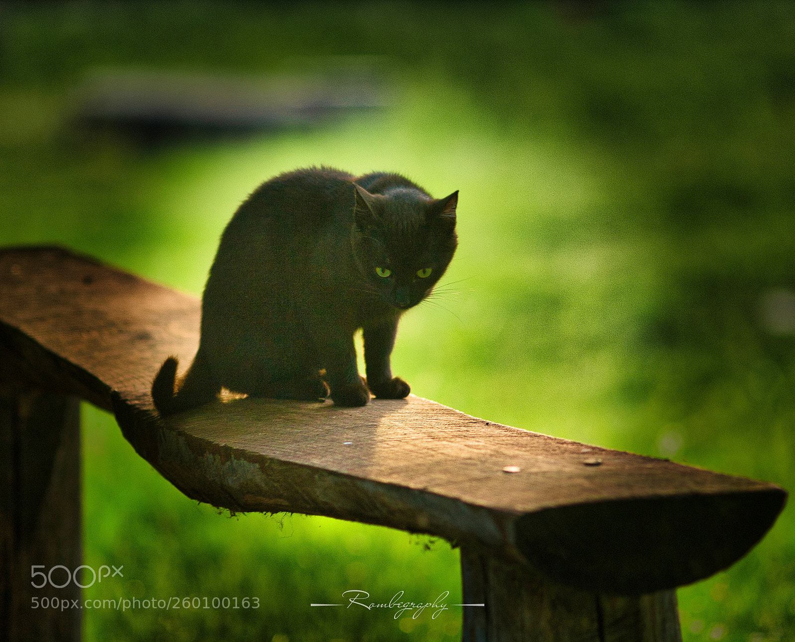 Canon EOS 600D (Rebel EOS T3i / EOS Kiss X5) sample photo. Black panther photography