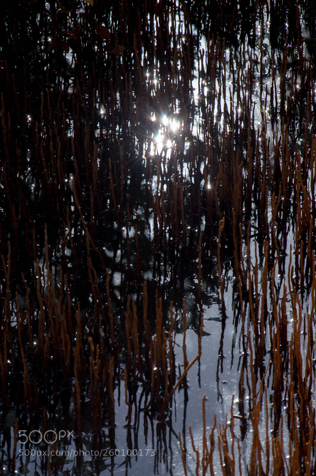 Nikon D3200 sample photo. Canarvon mangroves 01 photography