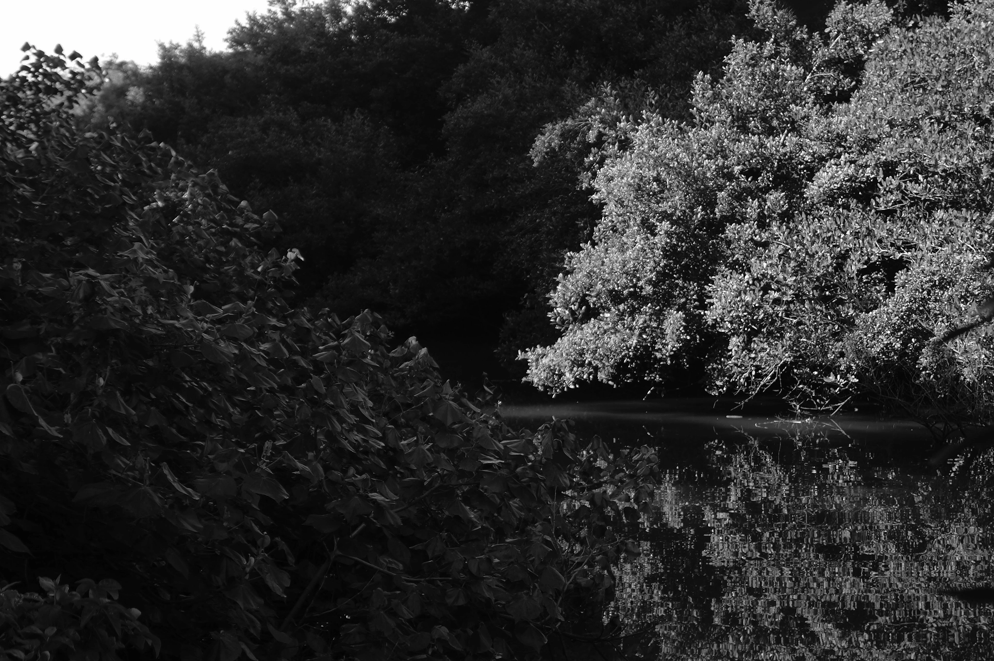 Sony SLT-A37 sample photo. White leaves photography