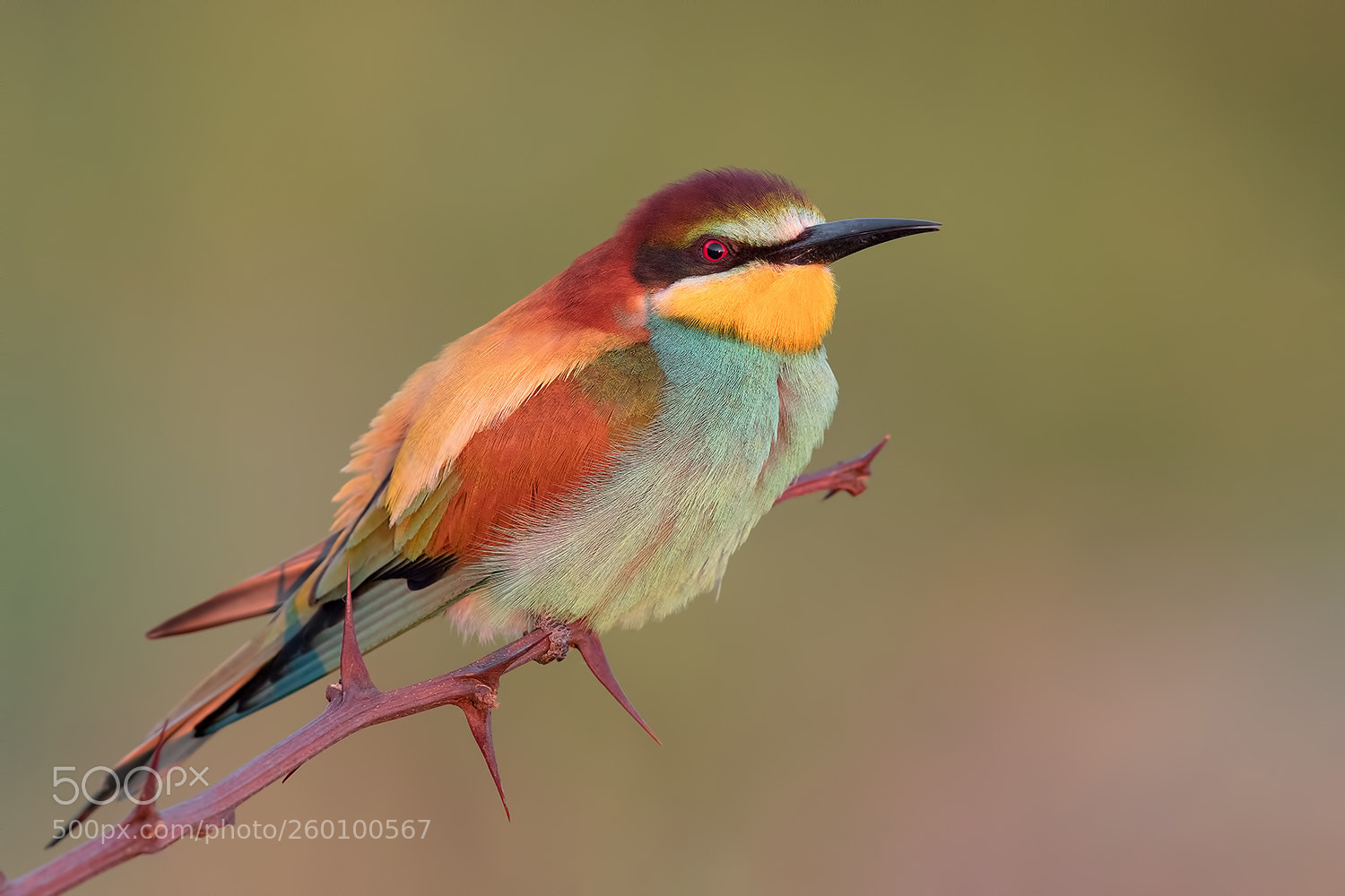 Canon EOS 5D Mark IV sample photo. Bee-eater end sunset iso photography