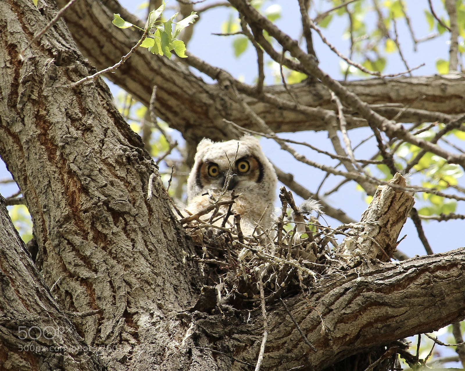 Canon EOS 1200D (EOS Rebel T5 / EOS Kiss X70 / EOS Hi) sample photo. Owlet photography