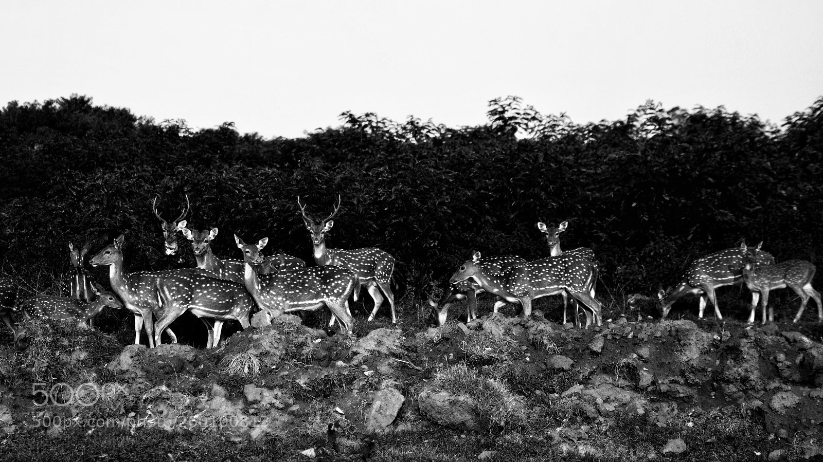 Nikon D7100 sample photo. The deer story photography