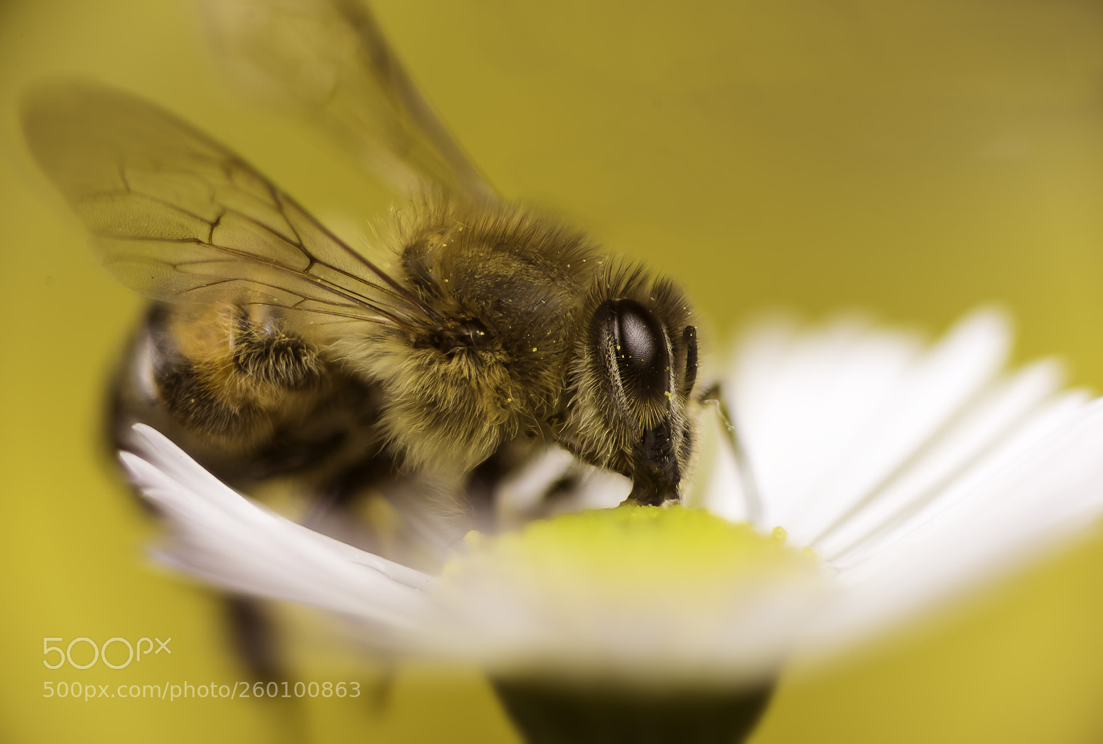 Nikon D810 sample photo. I am working hard! photography
