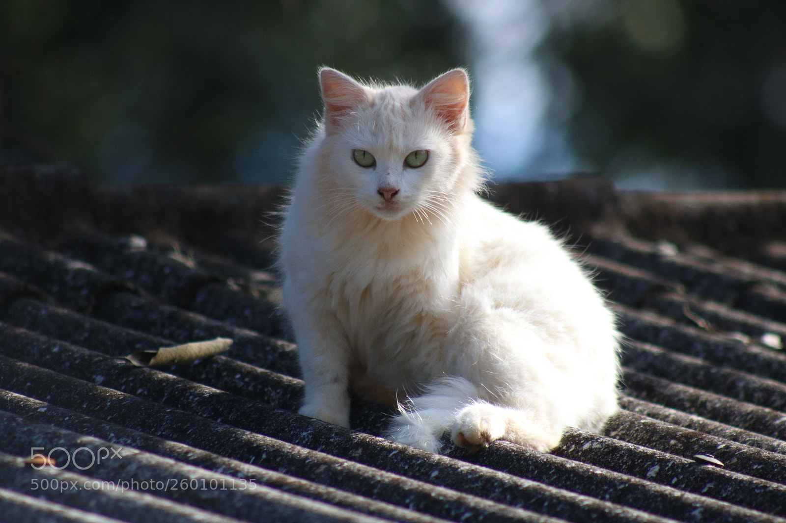 Canon EOS 750D (EOS Rebel T6i / EOS Kiss X8i) sample photo. Big bob.77
 photography