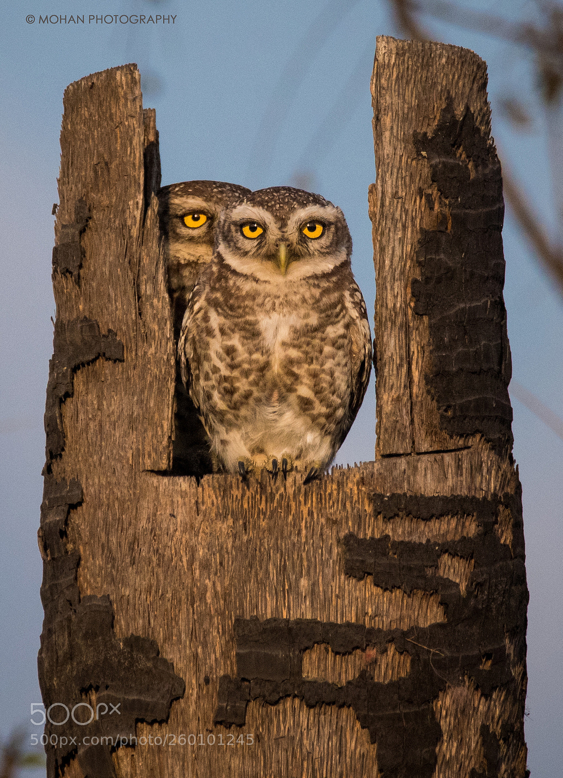 Nikon D810 sample photo. 3 eyes photography