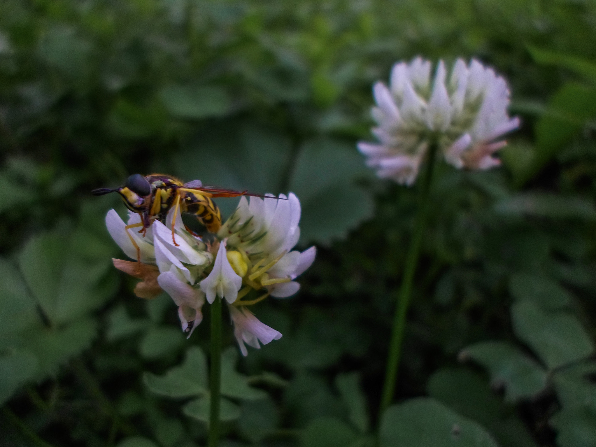 Samsung ES95 sample photo. ______________ photography