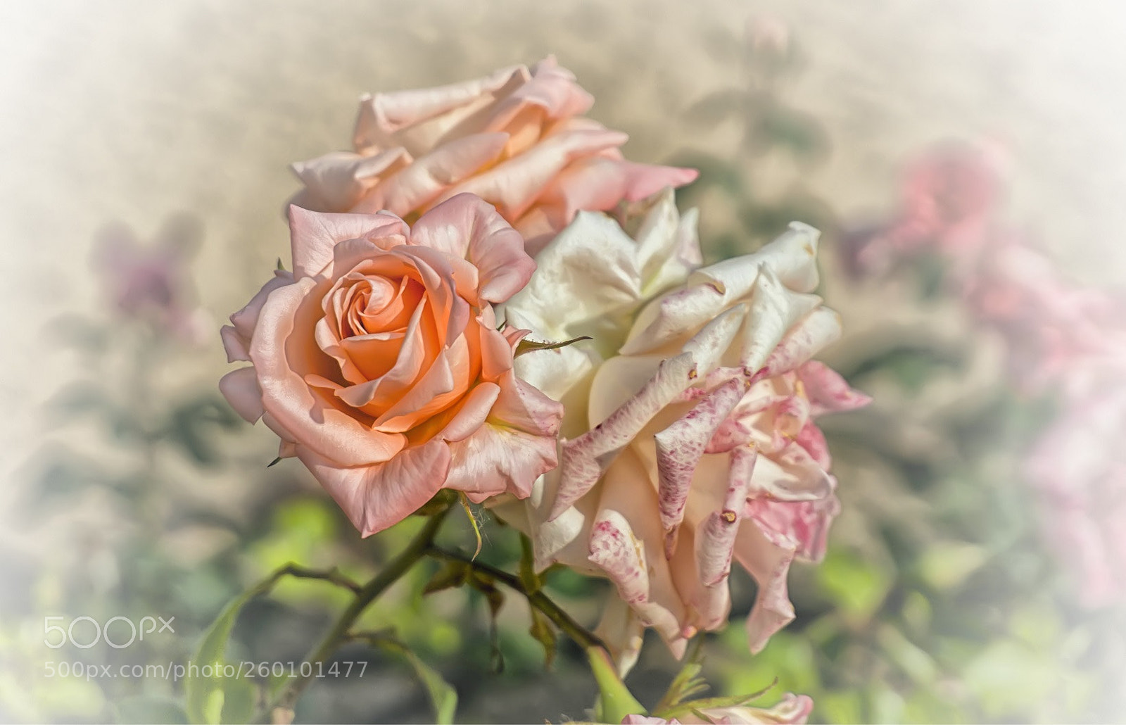 Sony Alpha a5000 (ILCE 5000) sample photo. Roses of april photography