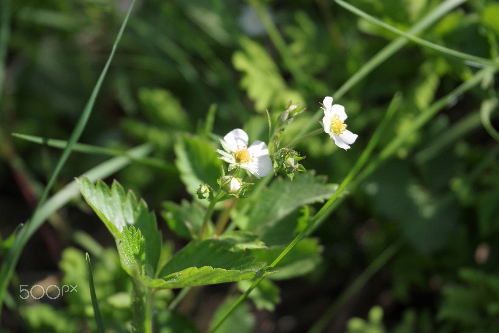 Pentax K-1 sample photo. Wild strawberry photography