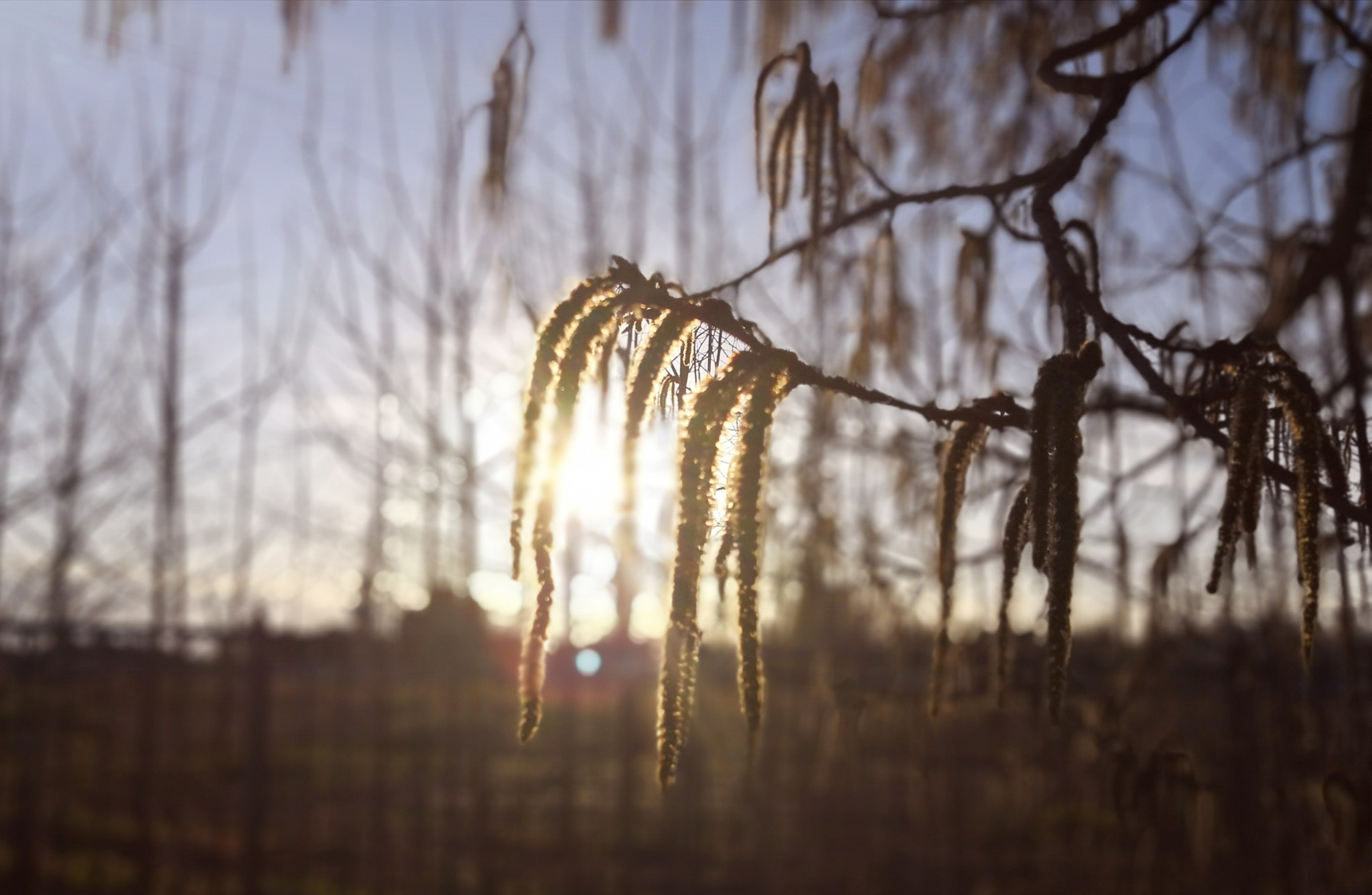 HUAWEI Honor 10 sample photo. The taste of spring photography