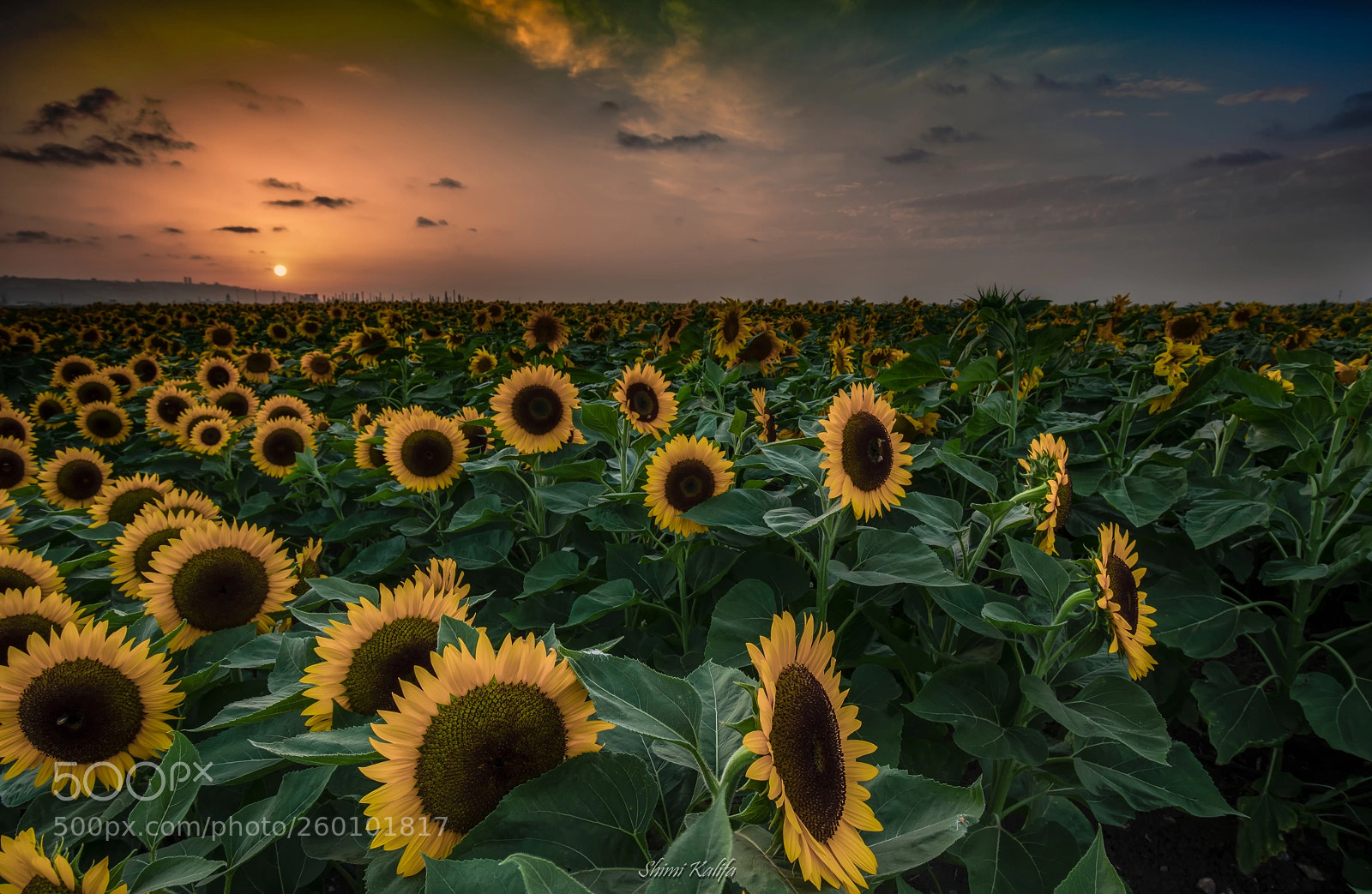 Canon EOS 5D Mark IV sample photo. "the sunflower" photography