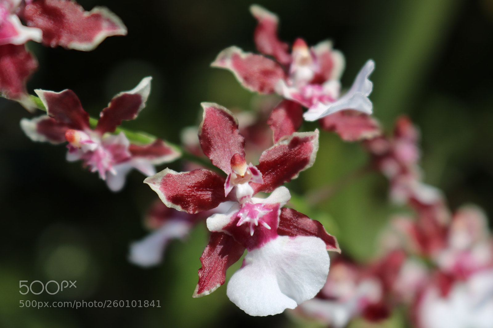 Canon EOS 750D (EOS Rebel T6i / EOS Kiss X8i) sample photo. Flowers lovers, some beautiful photography