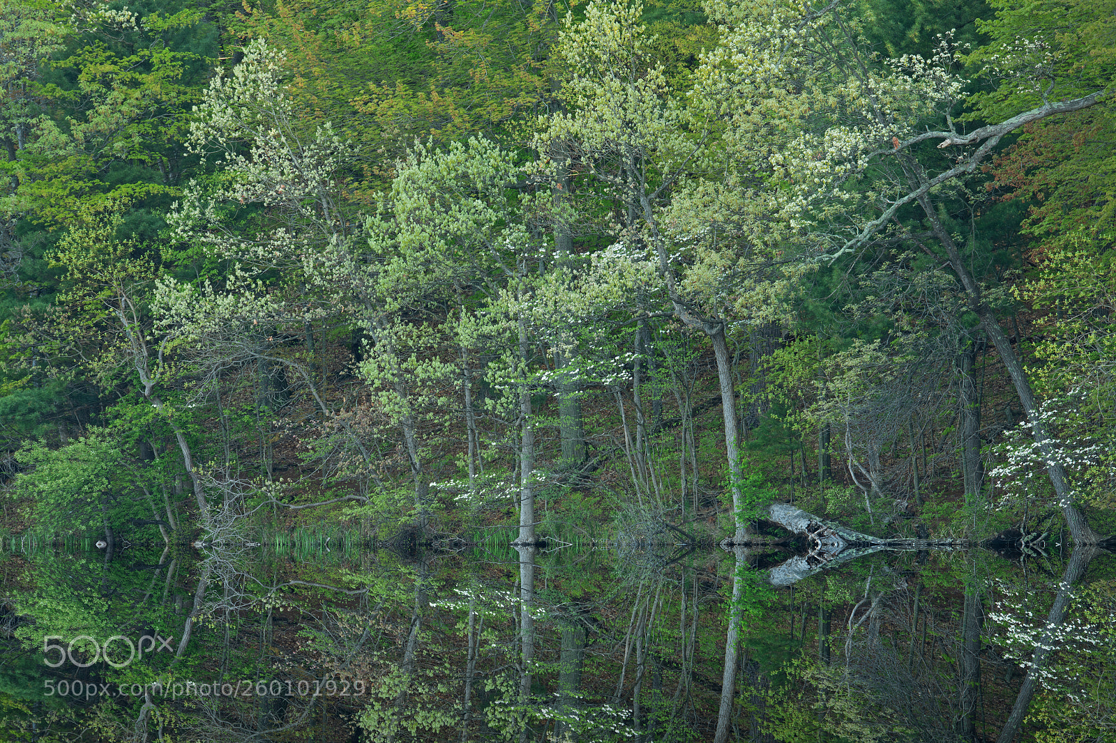 Nikon D850 sample photo. Spring reflections hall lake photography