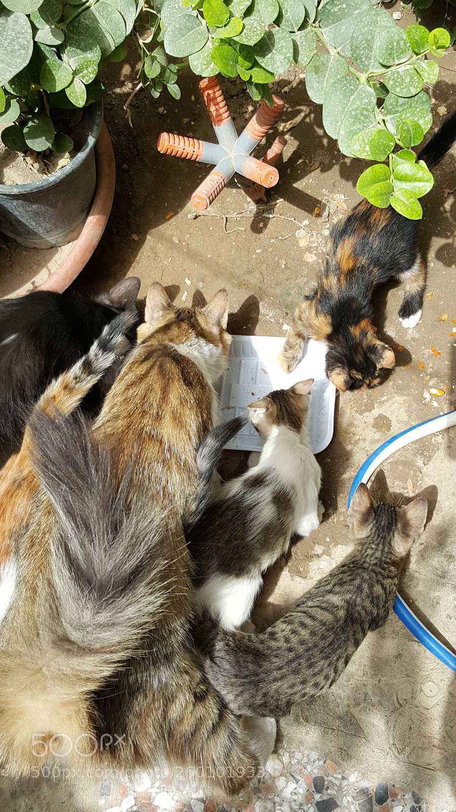 Samsung GALAXY S6 edge sample photo. Feeding time rush photography