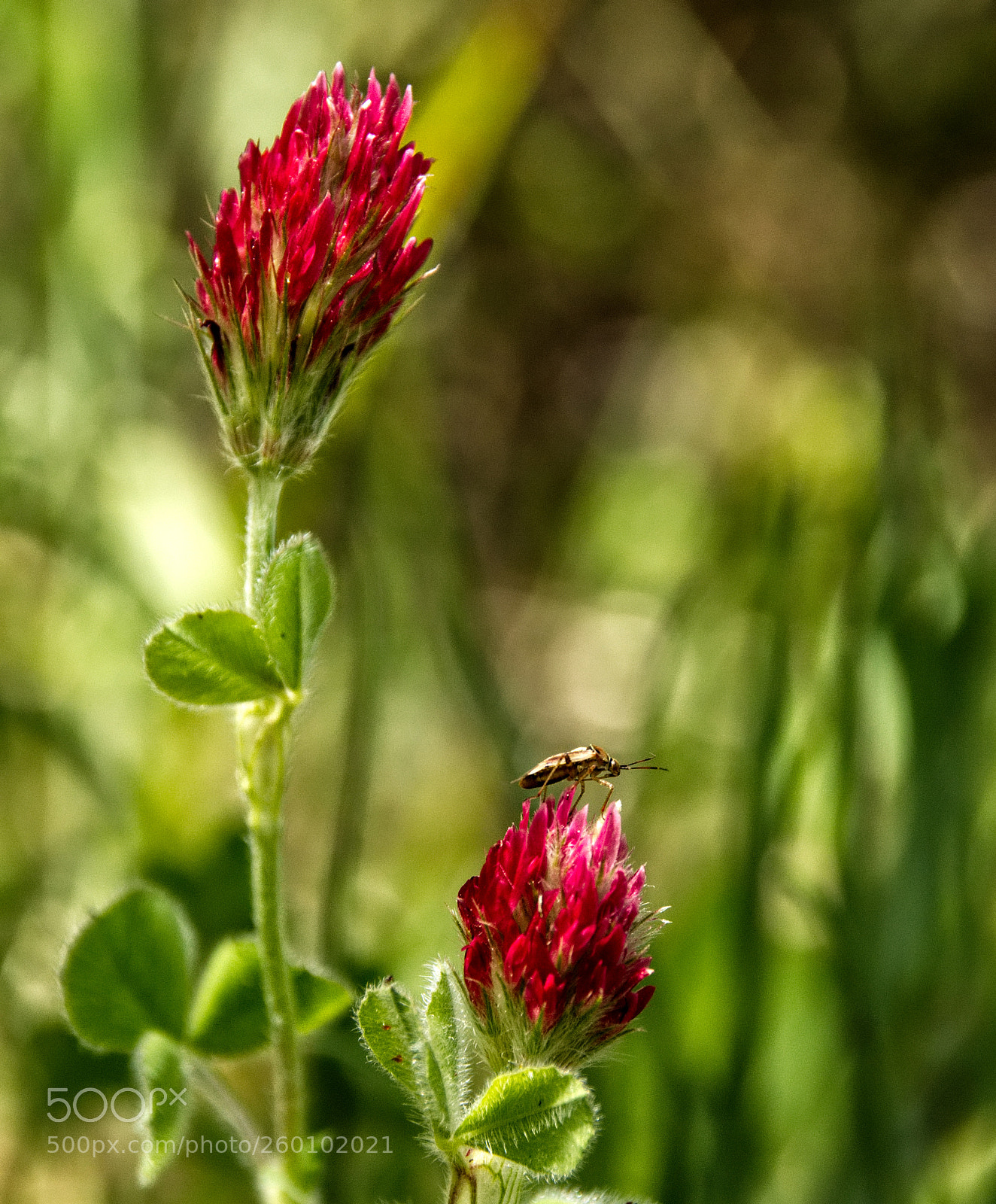 Nikon D810 sample photo. Bugs world photography