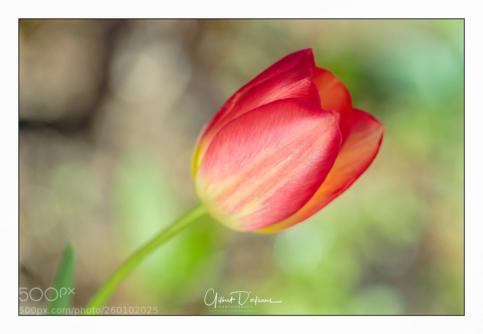 Canon EOS 6D sample photo. Tulipe photography