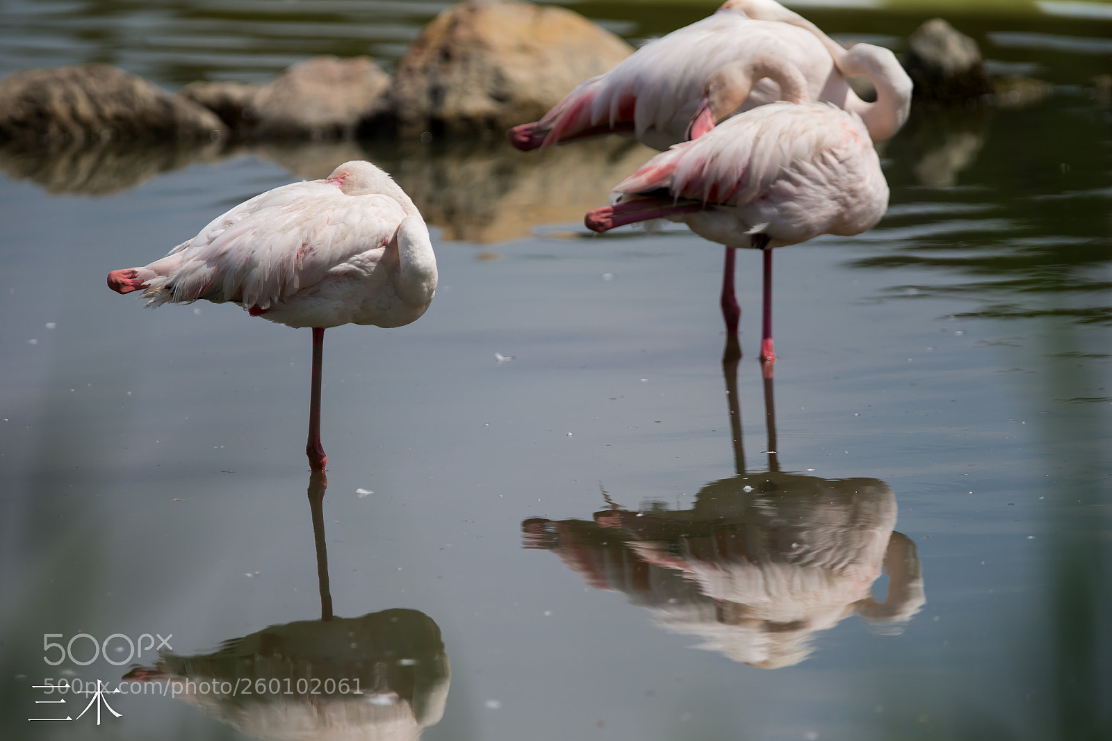 Canon EOS-1D X sample photo. Untitled photography