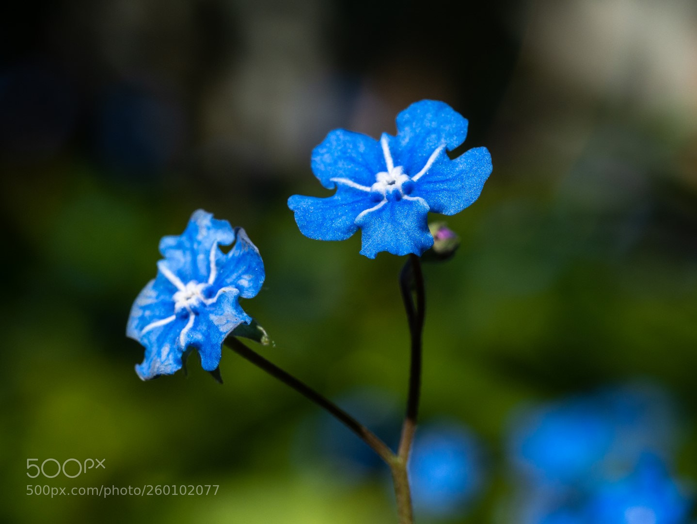 Panasonic Lumix DMC-GX7 sample photo. Omphalodes verna photography