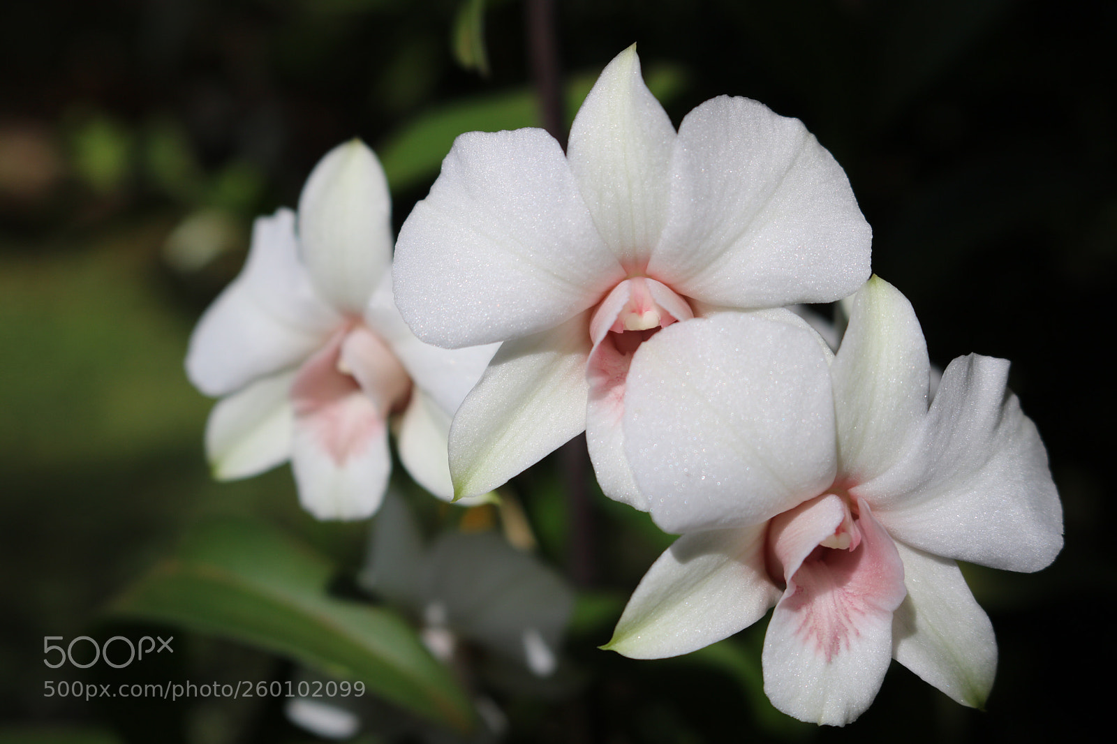 Canon EOS 750D (EOS Rebel T6i / EOS Kiss X8i) sample photo. Beautiful orchid!  photography
