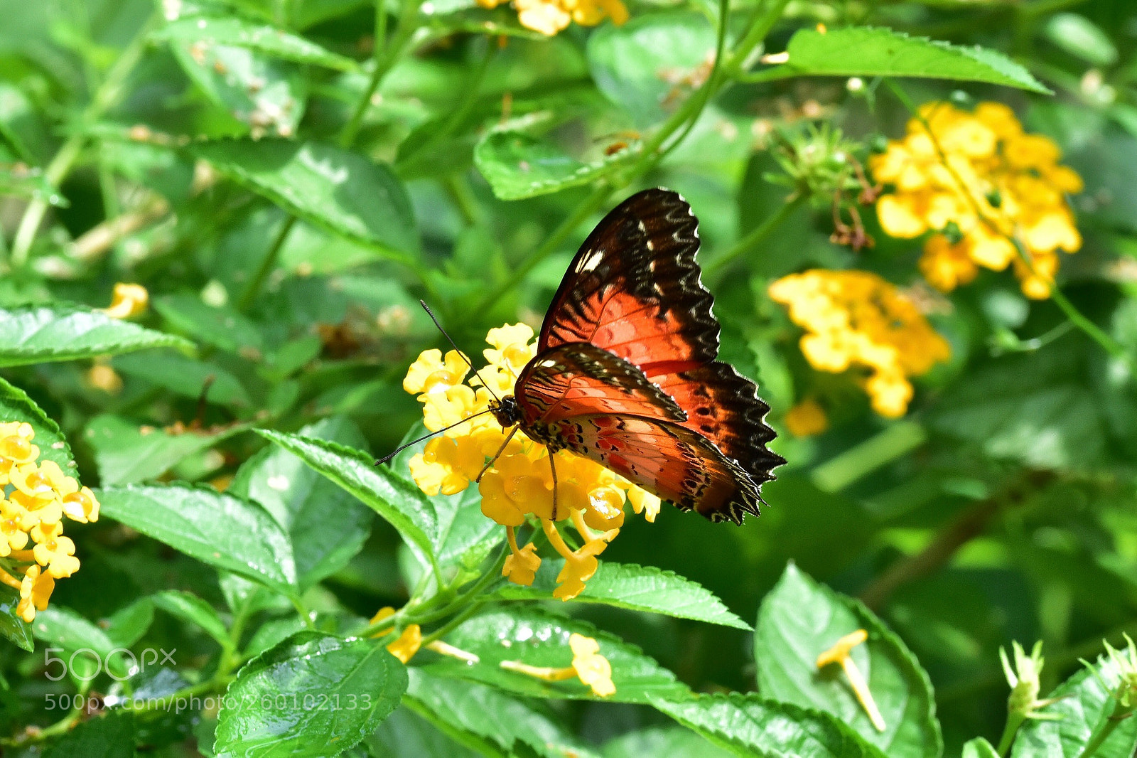 Nikon D7200 sample photo. Nature photography