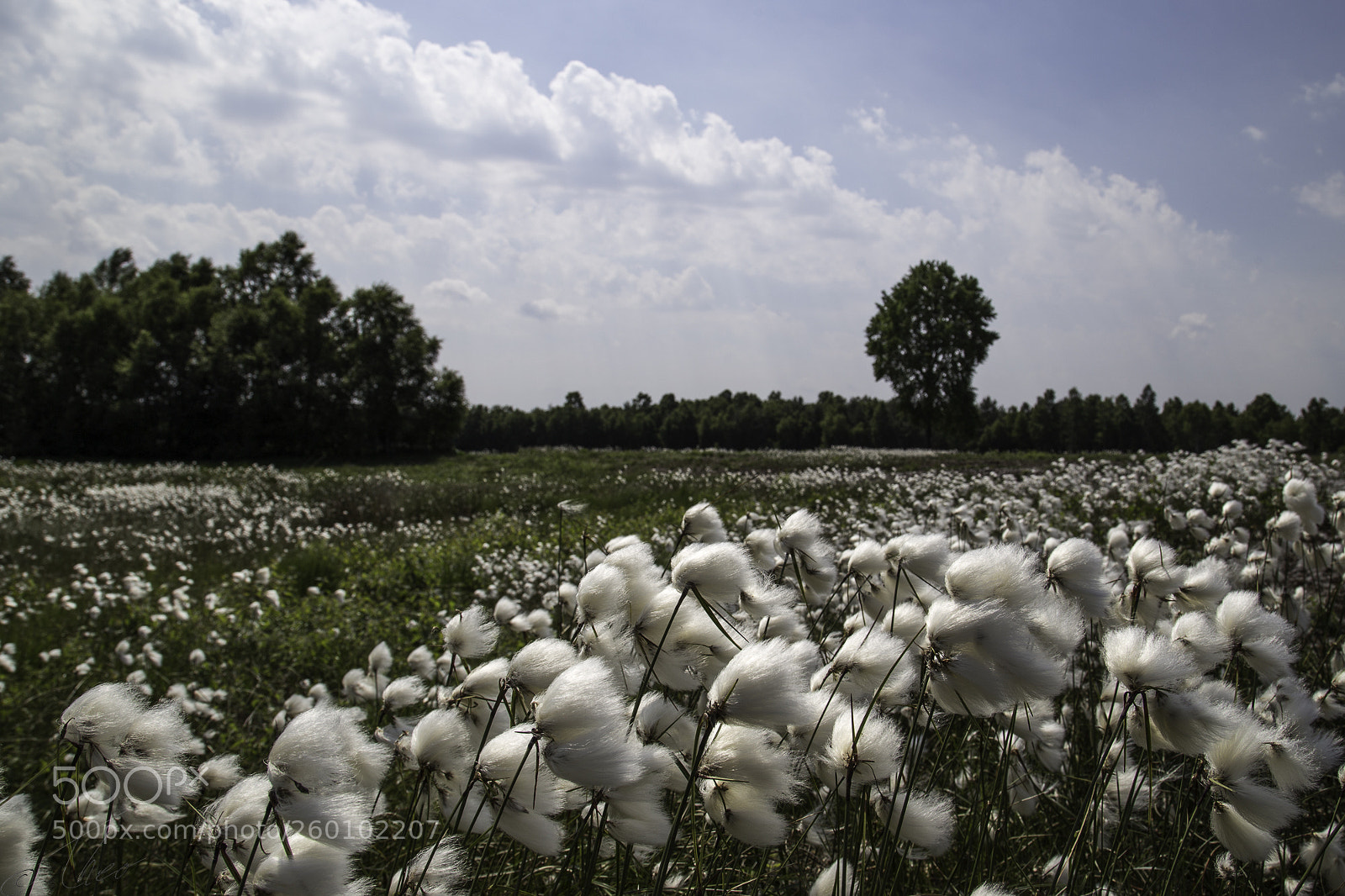Canon EOS 6D sample photo. Field of cottongrass photography