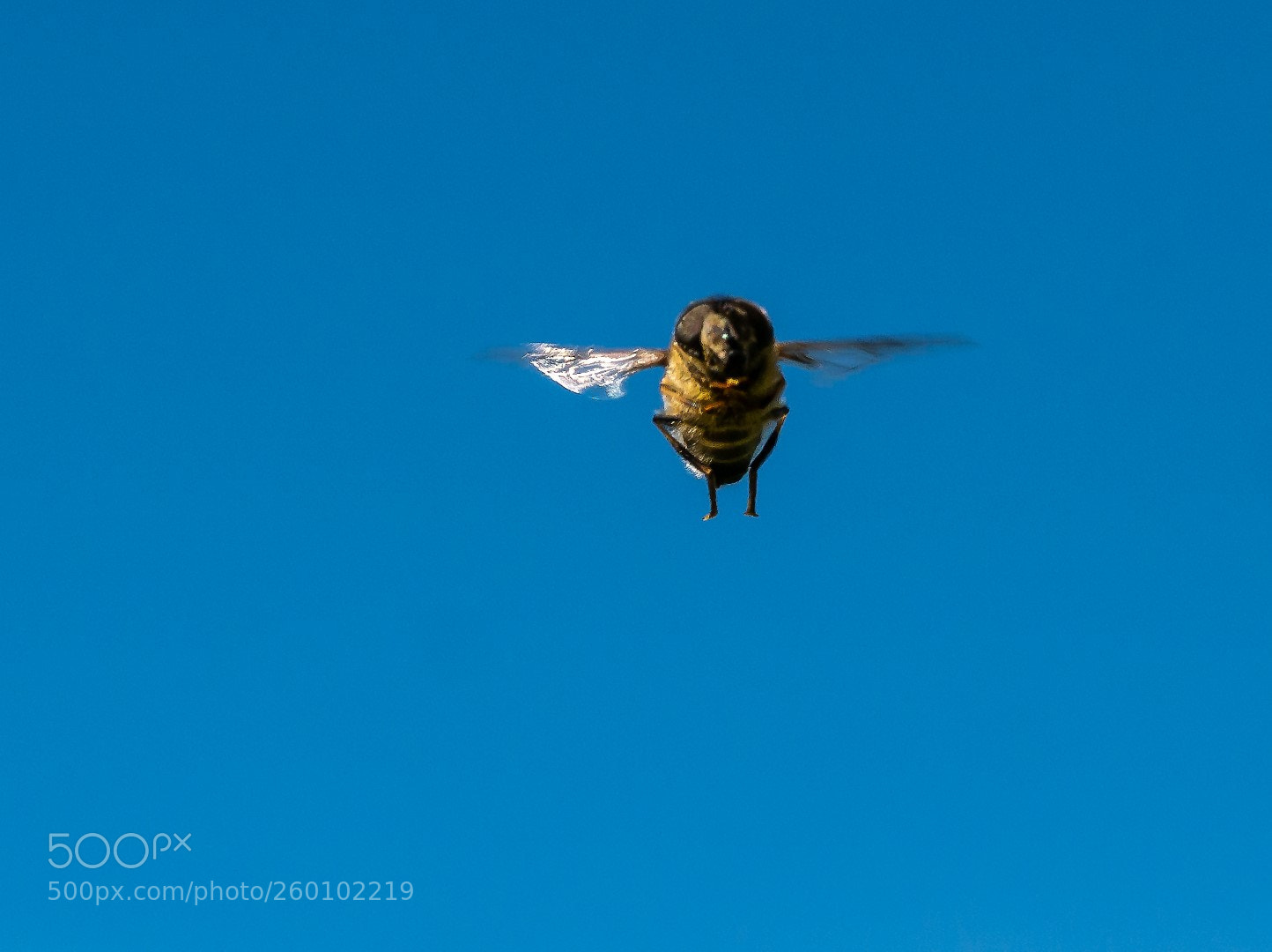 Panasonic Lumix DMC-GX7 sample photo. Hoverfly photography