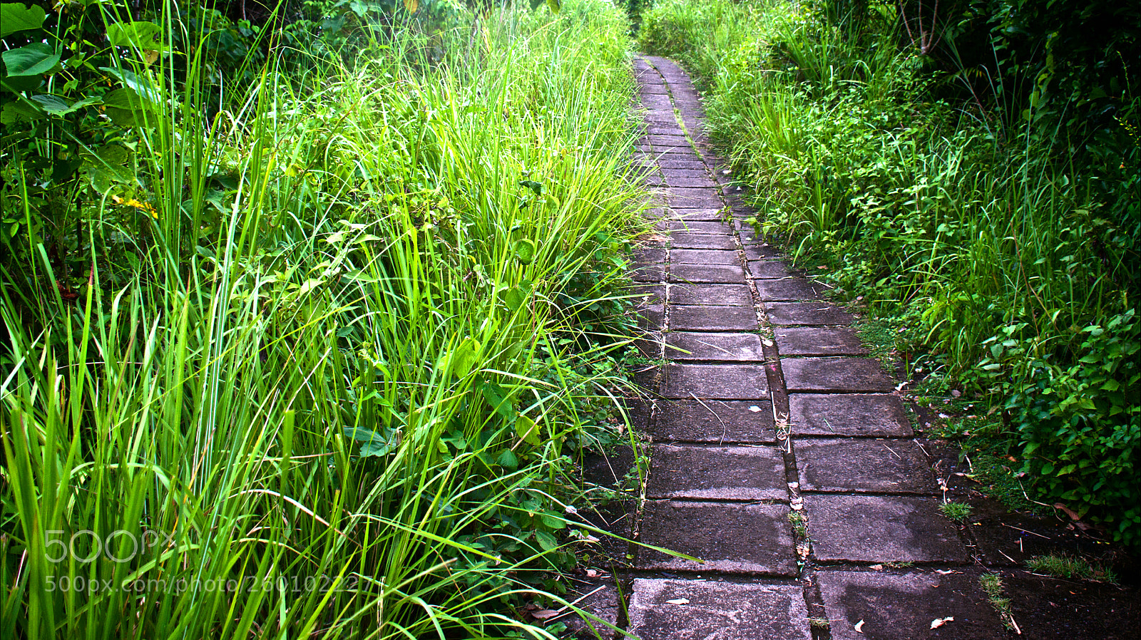 Nikon D5300 sample photo. Untitled photography