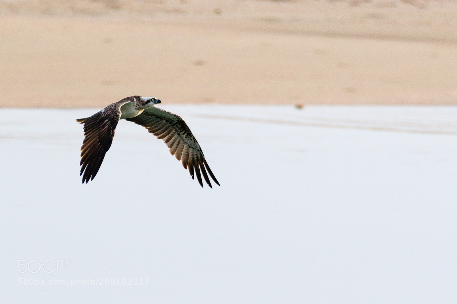 Nikon D500 sample photo. Wings of flight photography
