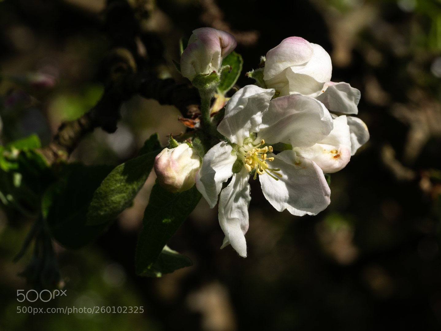 Panasonic Lumix DMC-GX7 sample photo. Apple flowers photography