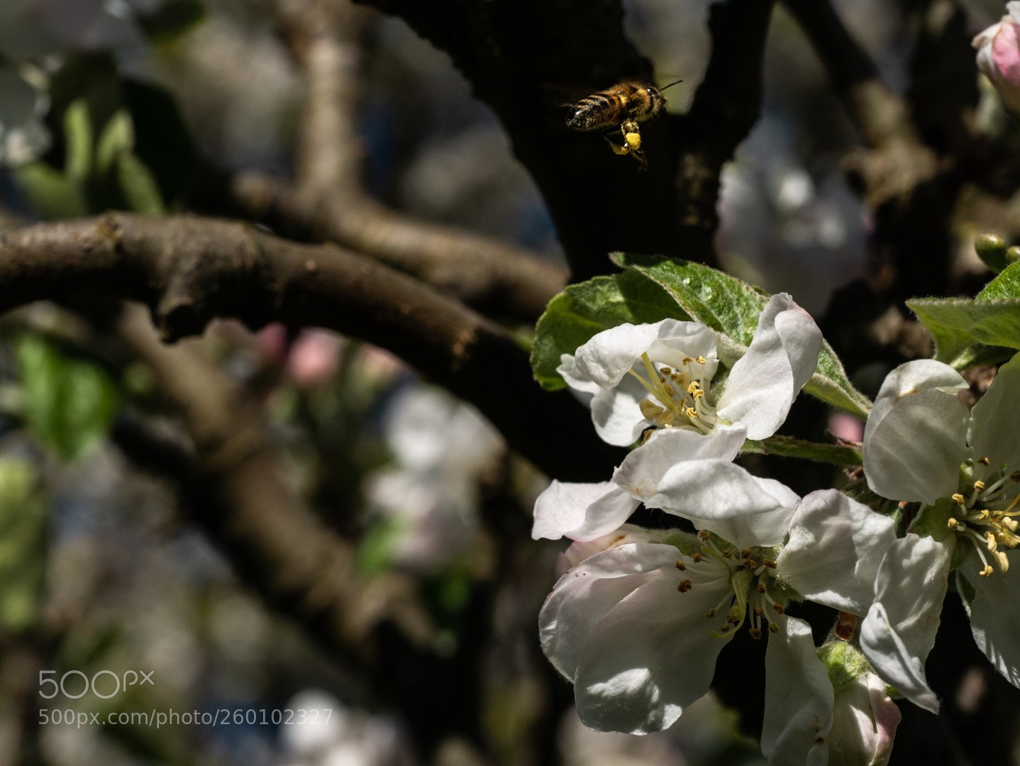 Panasonic Lumix DMC-GX7 sample photo. Apple flowers and bee photography
