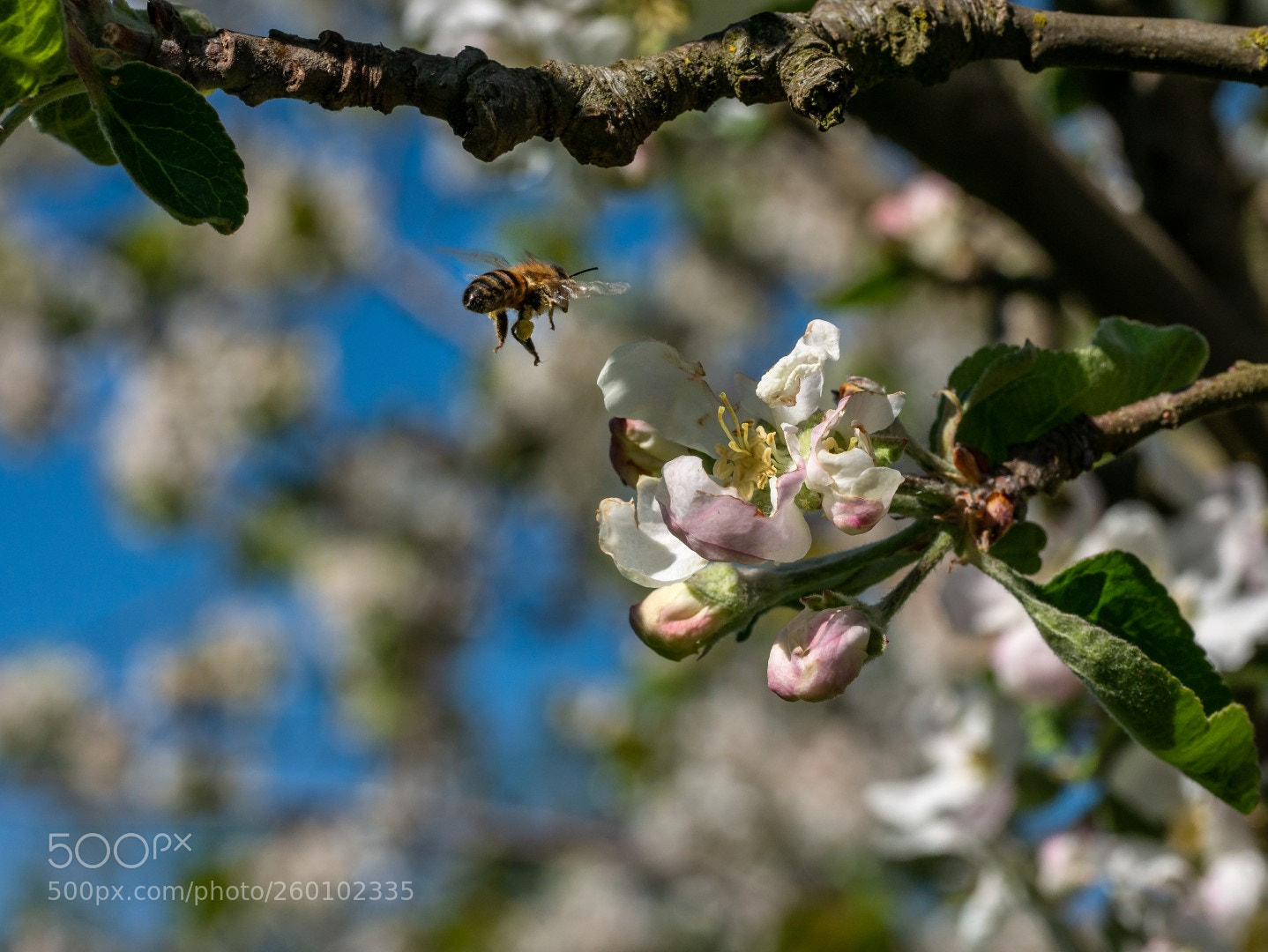 Panasonic Lumix DMC-GX7 sample photo. Apple flowers and bee photography