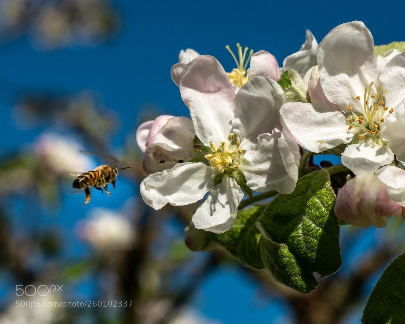 Panasonic Lumix DMC-GX7 sample photo. Apple flowers and bee photography