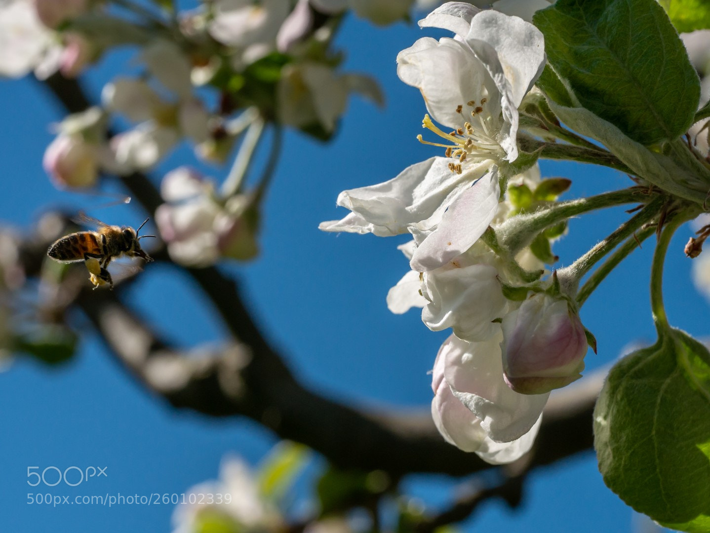 Panasonic Lumix DMC-GX7 sample photo. Apple flowers and bee photography
