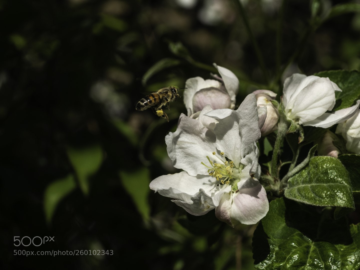 Panasonic Lumix DMC-GX7 sample photo. Apple flowers and bee photography