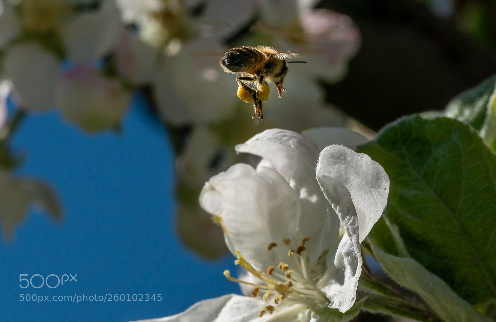 Panasonic Lumix DMC-GX7 sample photo. Apple flowers and bee photography