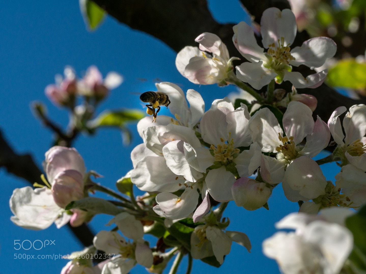 Panasonic Lumix DMC-GX7 sample photo. Apple flowers and bee photography