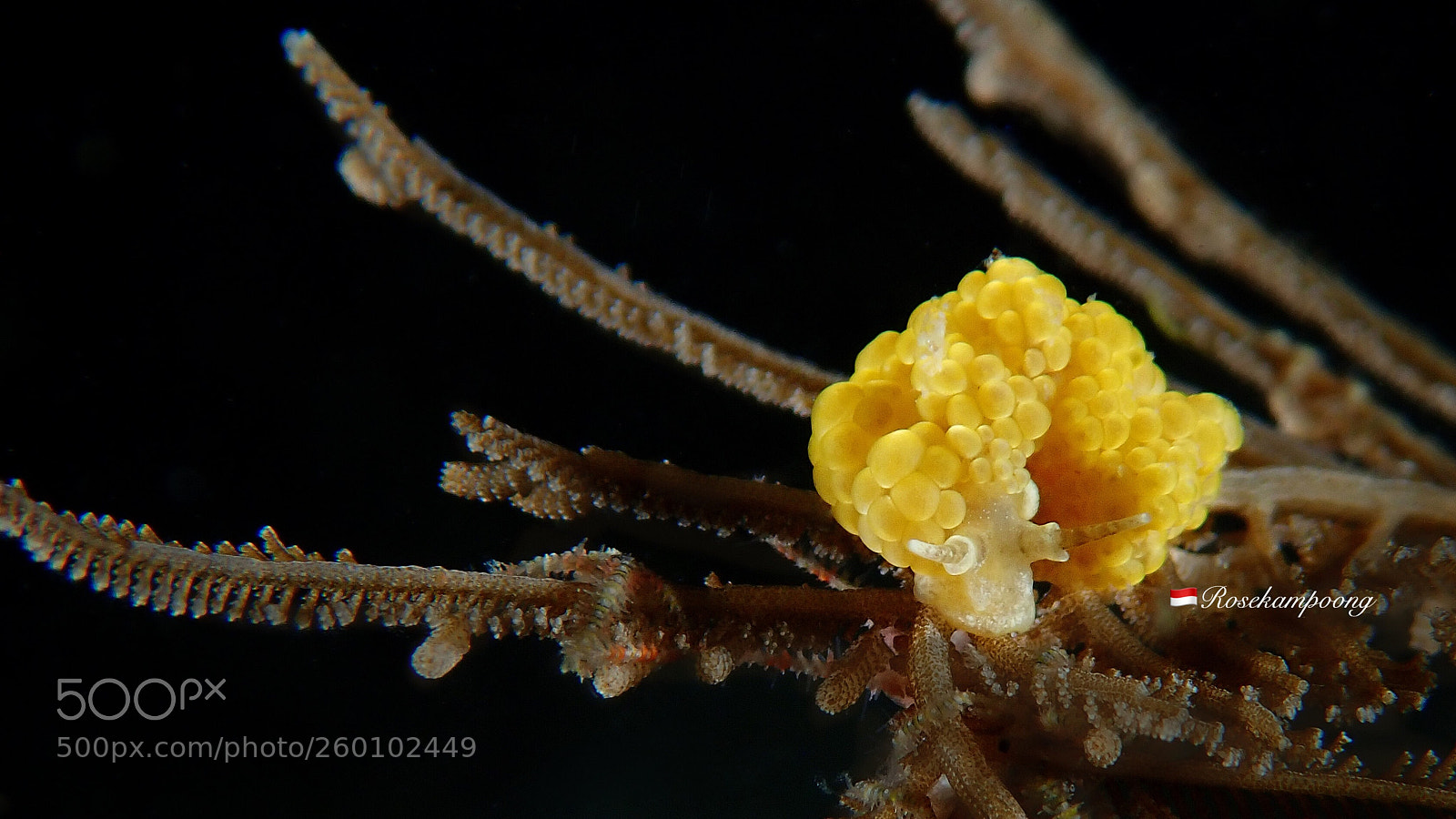 Olympus TG-5 sample photo. Doto ussi yellow nudibranch  photography