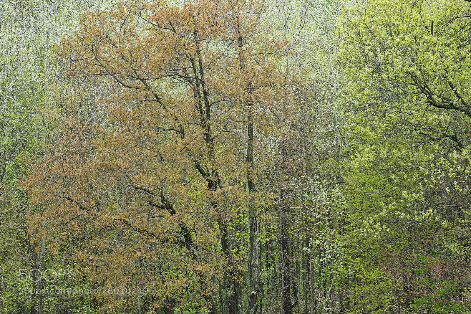 Nikon D850 sample photo. Spring forest barry state photography