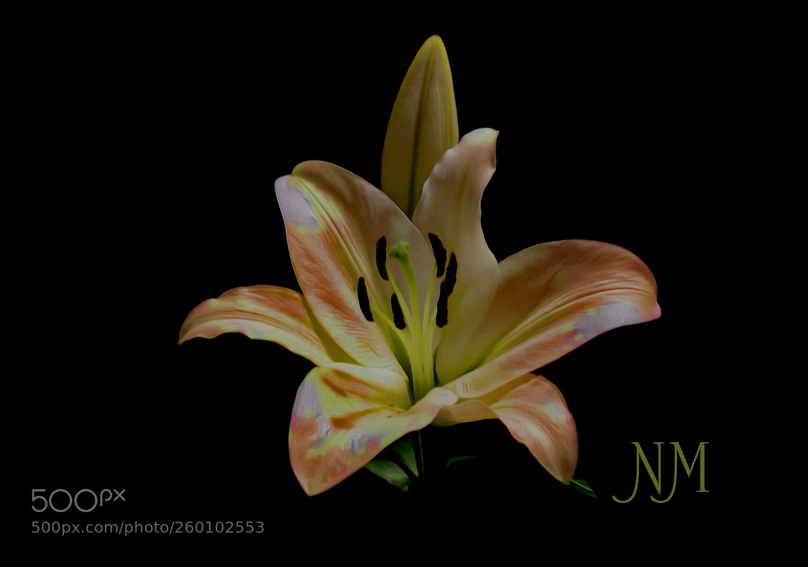 Nikon D5100 sample photo. Thinking lily photography