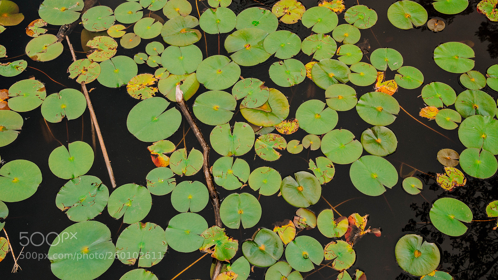 Nikon D7000 sample photo. Lily pads photography