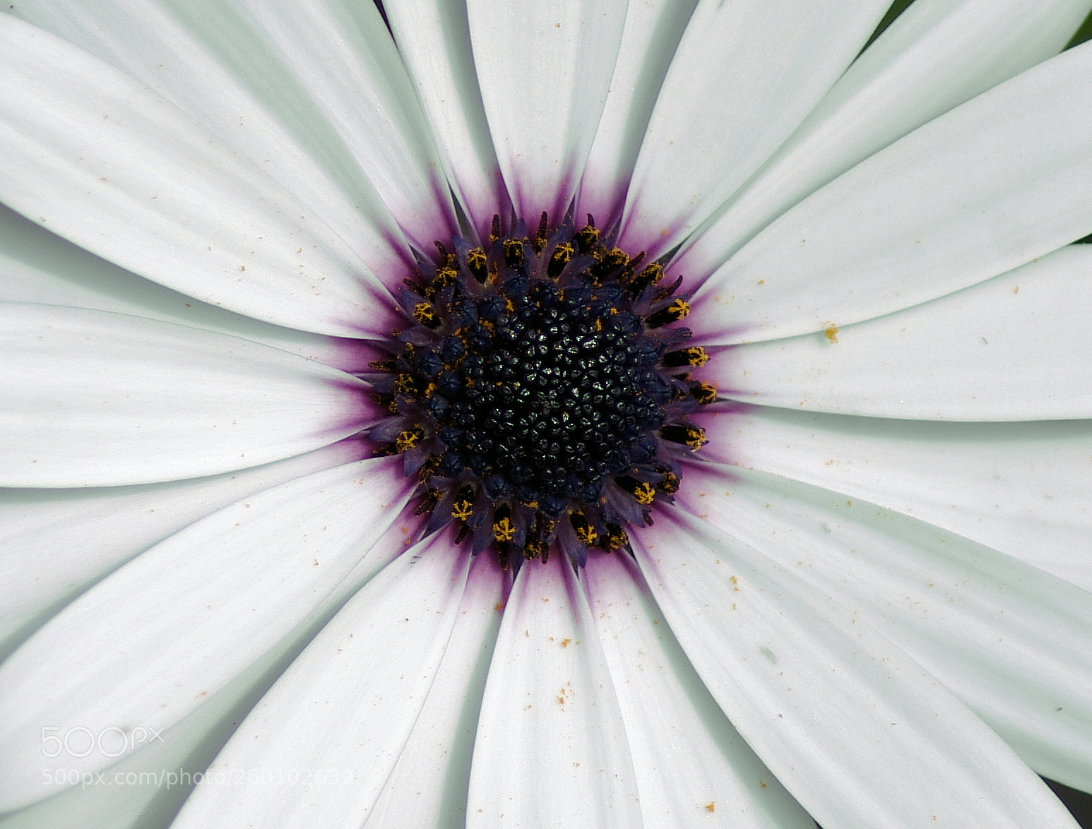 Pentax K-r sample photo. White daisy photography