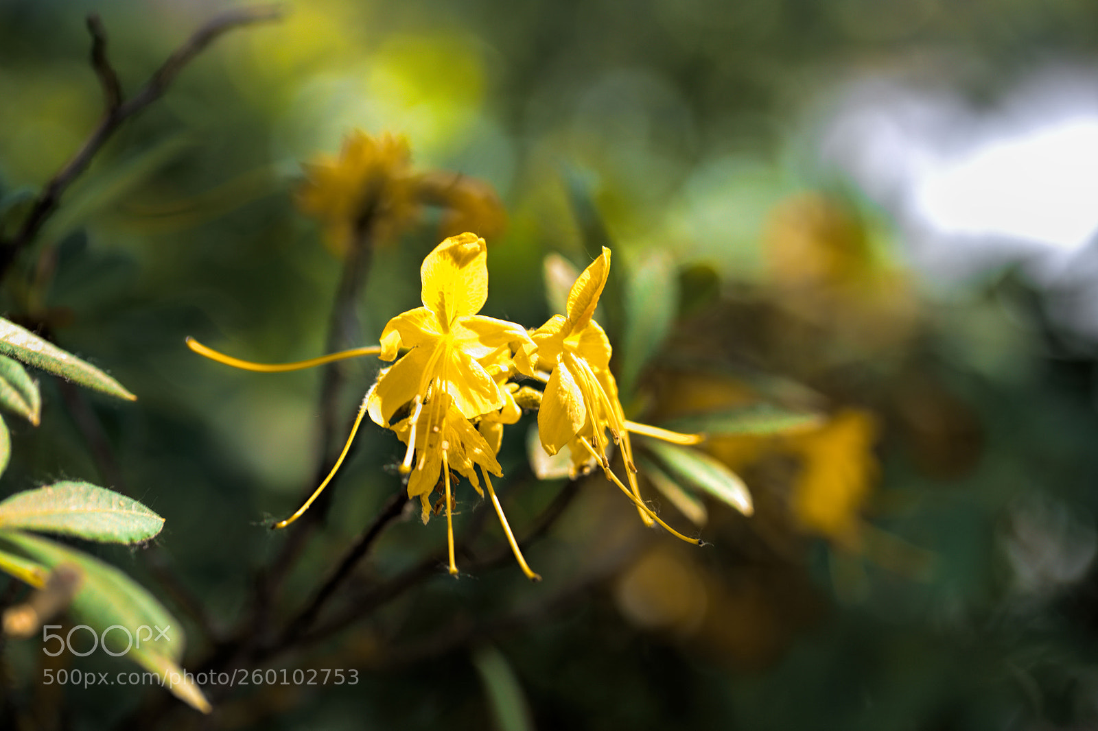 Nikon D850 sample photo. Yellow and green photography