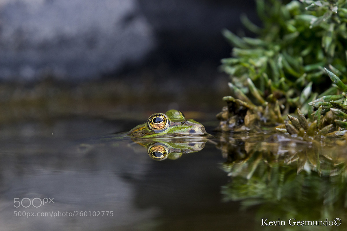 Canon EOS 700D (EOS Rebel T5i / EOS Kiss X7i) sample photo. Froggy photography