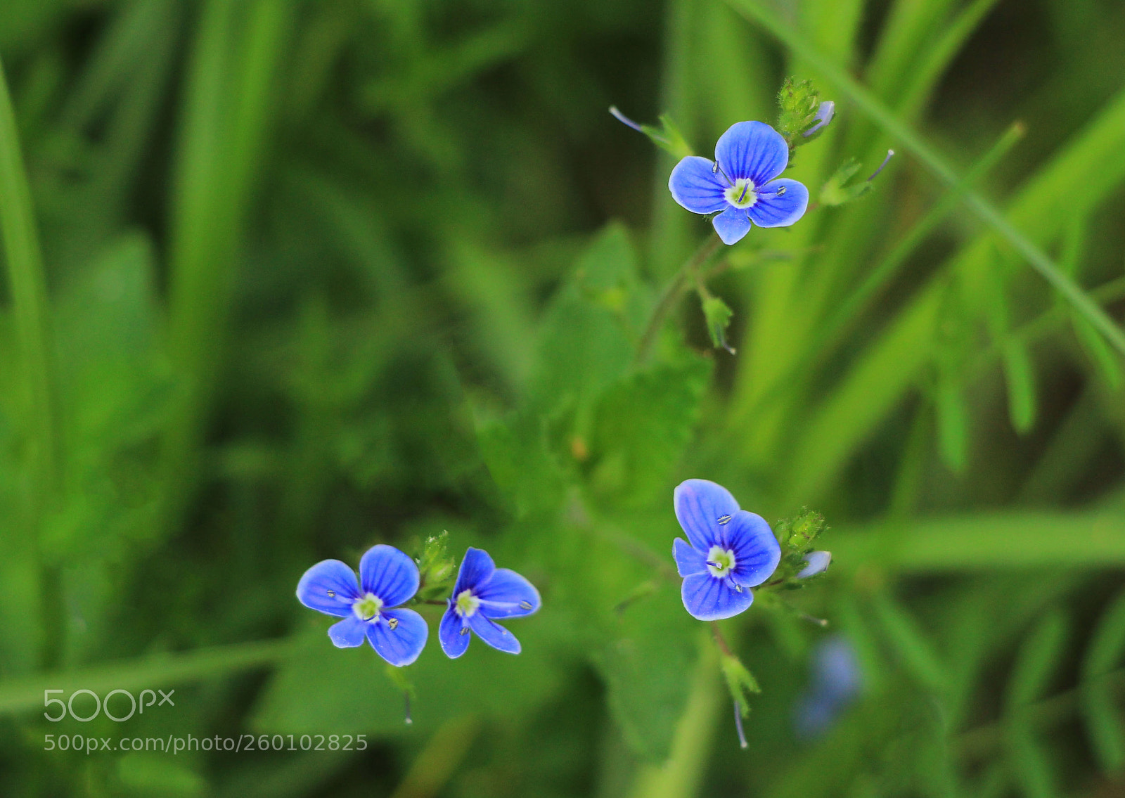 Canon EOS 600D (Rebel EOS T3i / EOS Kiss X5) sample photo. Blue photography