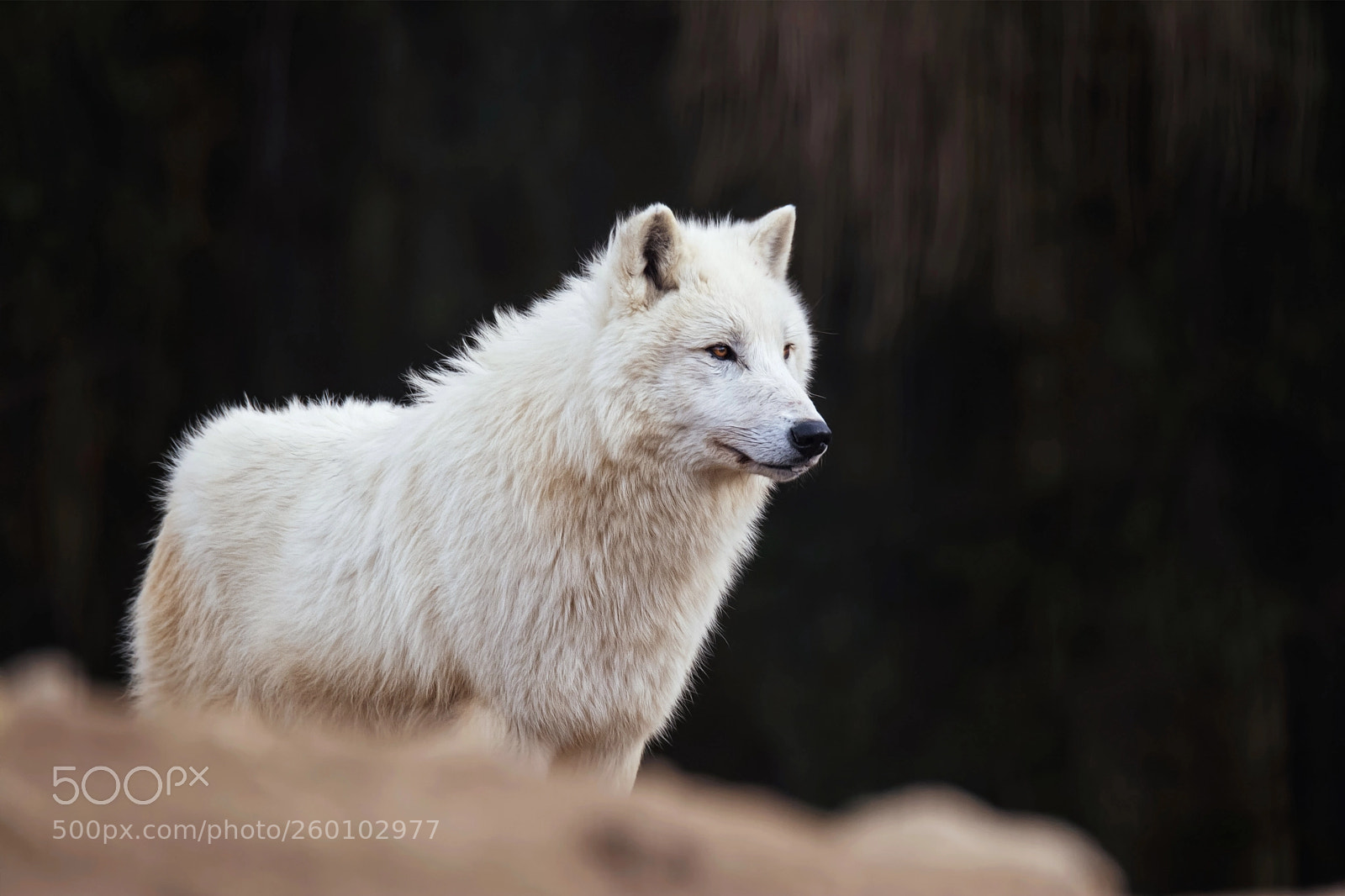 Nikon D7100 sample photo. Arctic wolf photography